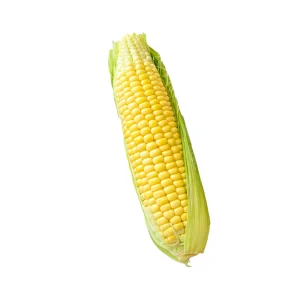 Jagung Manis