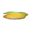 Jagung Manis - Image 2